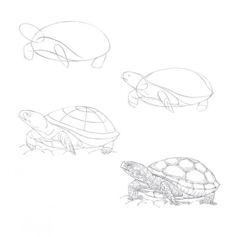 Buch - Die Kunst des Zeichnens "Übungsbuch Tiere"