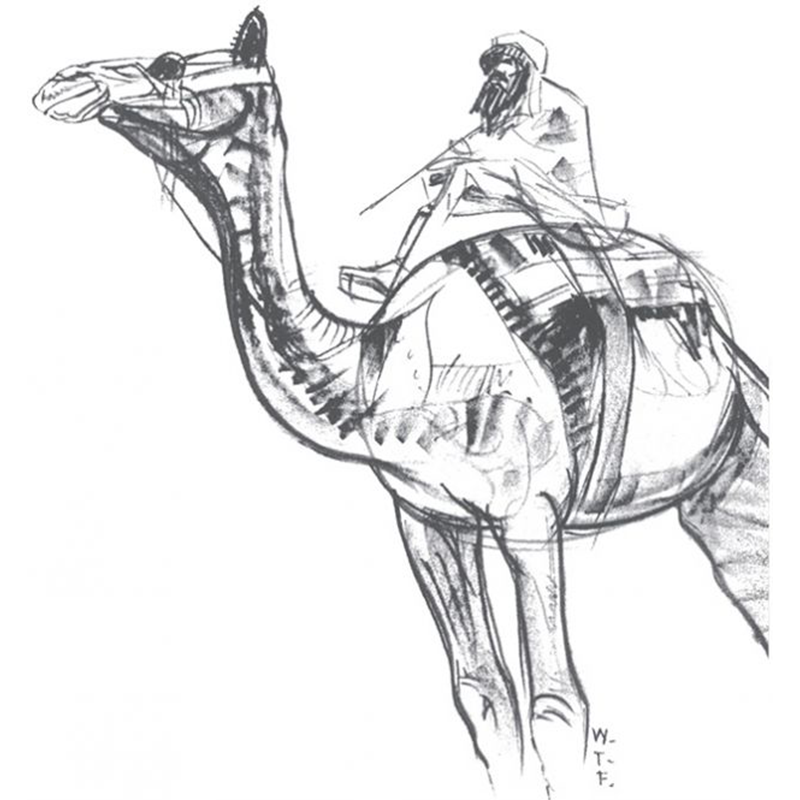 Buch - Die Kunst des Zeichnens "Übungsbuch Tiere"